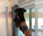 Small Photo #1 Morkie Puppy For Sale in HAMPSTEAD, NC, USA