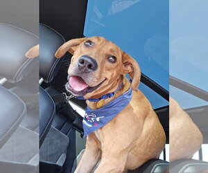 Rhodesian Ridgeback-Unknown Mix Dogs for adoption in Claremore, OK, USA