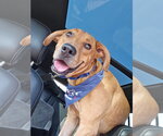 Small Rhodesian Ridgeback Mix
