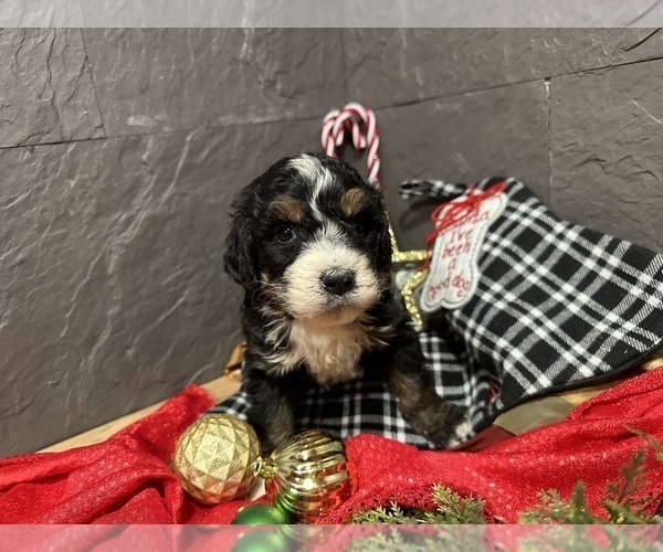 Medium Photo #5 Bernedoodle Puppy For Sale in ATHENS, WI, USA