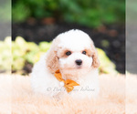 Small #1 Goldendoodle (Miniature)