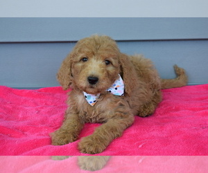 Goldendoodle Puppy for sale in COSHOCTON, OH, USA