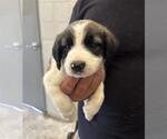 Small Photo #2 Mutt Puppy For Sale in Rosenberg, TX, USA