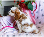 Small Photo #12 Cavapoo Puppy For Sale in WAKARUSA, IN, USA