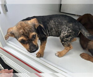 Labrador Retriever-Unknown Mix Dogs for adoption in Houston, TX, USA