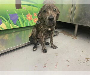 Labrador Retriever-Unknown Mix Dogs for adoption in Waco, TX, USA