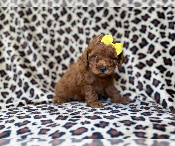 Medium Photo #7 Goldendoodle (Miniature) Puppy For Sale in LAKELAND, FL, USA