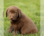 Small #2 Labrador Retriever
