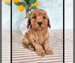Small #4 Cavapoo (Standard)