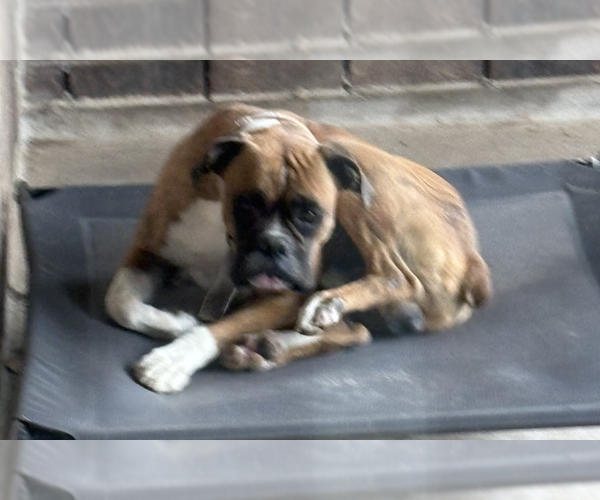 Medium Photo #1 Boxer Puppy For Sale in  Katy, TX, USA