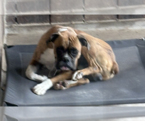 Boxer Dogs for adoption in Katy, TX, USA