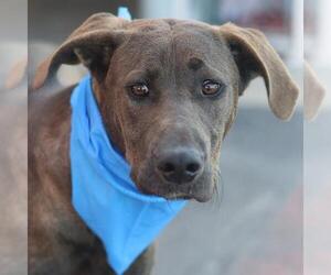Great Dane-Unknown Mix Dogs for adoption in San Antonio, TX, USA