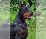 Small Photo #11 Doberman Pinscher Puppy For Sale in PORTLAND, OR, USA