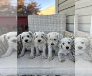 Miniature Schnauzer-Poodle (Toy) Mix Puppy for sale in POST FALLS, ID, USA
