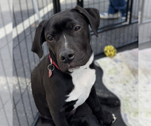 Medium Photo #2 Labrador Retriever-Unknown Mix Puppy For Sale in Blairsville, GA, USA