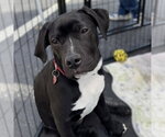 Small #1 Labrador Retriever Mix