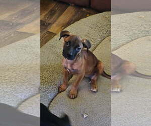 Mutt Dogs for adoption in Fort Collins, CO, USA