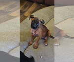 Small Mutt