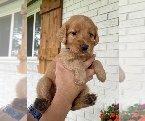Medium Photo #27 Golden Retriever Puppy For Sale in BUFFALO, MO, USA