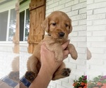 Small Photo #27 Golden Retriever Puppy For Sale in BUFFALO, MO, USA