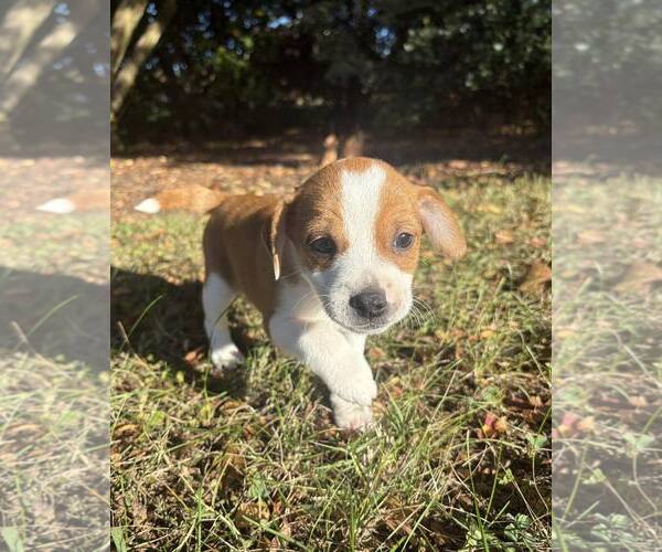 Medium Photo #1 Feist Terrier-Unknown Mix Puppy For Sale in Raleigh, NC, USA
