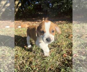Feist Terrier-Unknown Mix Dogs for adoption in Raleigh, NC, USA
