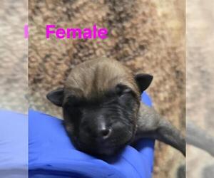 German Shepherd Dog-Unknown Mix Dogs for adoption in HESPERIA, CA, USA