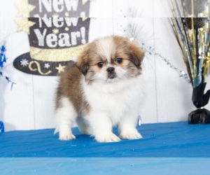 Zuchon Puppy for sale in MOUNT VERNON, OH, USA