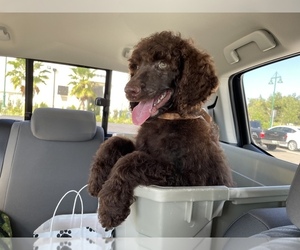 Poodle (Standard) Puppy for sale in SAINT AUGUSTINE, FL, USA