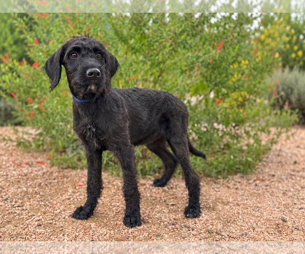 Medium Photo #1 Labradoodle Puppy For Sale in PIPE CREEK, TX, USA