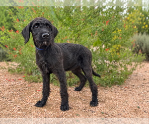 Labradoodle Dogs for adoption in PIPE CREEK, TX, USA