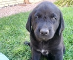 Puppy Puppy 4 Labrador Retriever-Mutt Mix