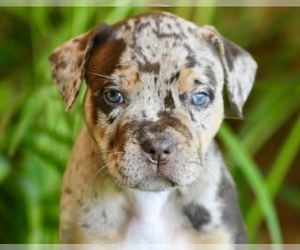 American Bully Puppy for sale in DE LEON SPRINGS, FL, USA