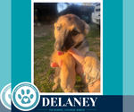 Small #1 German Shepherd Dog