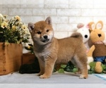 Small Photo #9 Shiba Inu Puppy For Sale in NEWARK, DE, USA