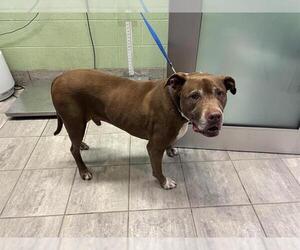 American Staffordshire Terrier-Unknown Mix Dogs for adoption in Grand Prairie, TX, USA