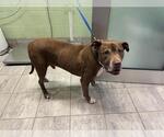 MILO - Male American Staffordshire Terrier-Unknown Mix Dog for Adoption - Small photo