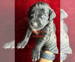 Small #2 German Shorthaired Pointer