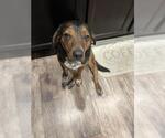 Small Plott Hound