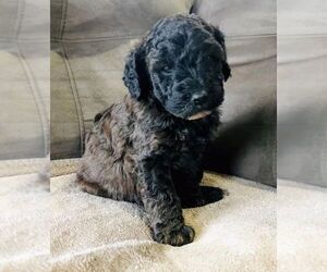 Poodle (Miniature) Puppy for Sale in WALHONDING, Ohio USA