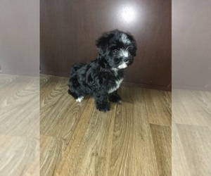Maltese Puppy for sale in LAPEER, MI, USA