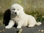 Small Photo #2 Great Pyrenees Puppy For Sale in KNOXVILLE, TN, USA