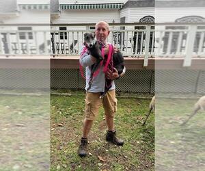 Maisie - Female Whippet Dog for Adoption - Photo #4