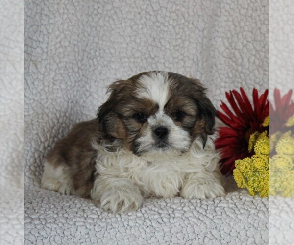 Medium Photo #3 Shih Tzu Puppy For Sale in NARVON, PA, USA