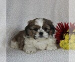Small Photo #3 Shih Tzu Puppy For Sale in NARVON, PA, USA