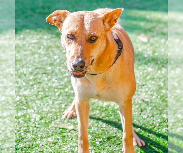 Medium Photo #4 Carolina Dog-Unknown Mix Puppy For Sale in Hilton Head, SC, USA
