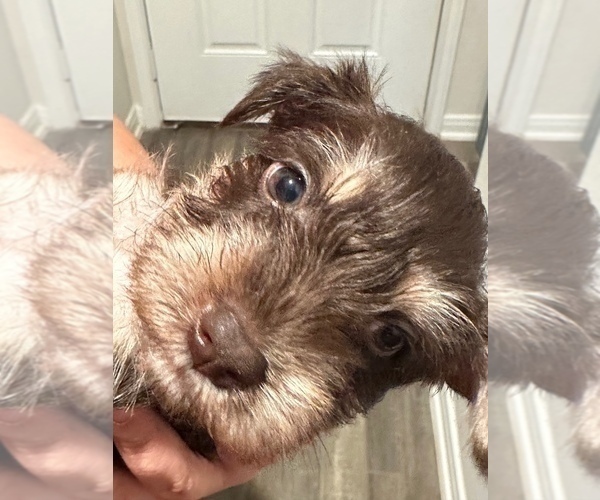 Medium Photo #4 Schnauzer (Miniature) Puppy For Sale in CONROE, TX, USA