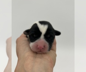 Welsh Cardigan Corgi Puppy for Sale in FAIRBANK, Iowa USA