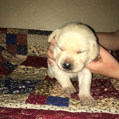 Labrador Retriever Puppy for sale in STILLWATER, OK, USA