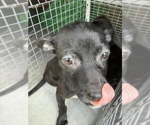 Chihuahua-Unknown Mix Dogs for adoption in Pasadena, TX, USA